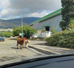 תחקיר מיוחד: מי באמת שולט באדמות אזור התעשייה בכרמיאל?